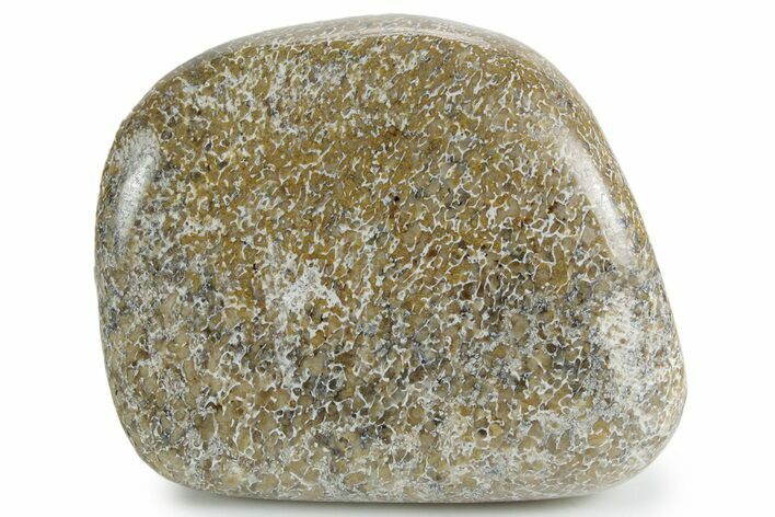Polished Dinosaur Bone (Gembone) - Morocco #349602